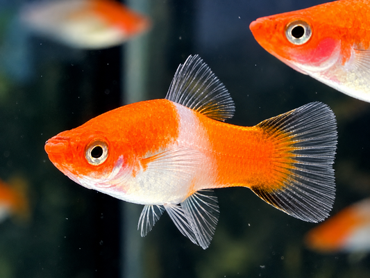 Schwertträger Koi Kohaku Wagtail Xiphophorus helleri