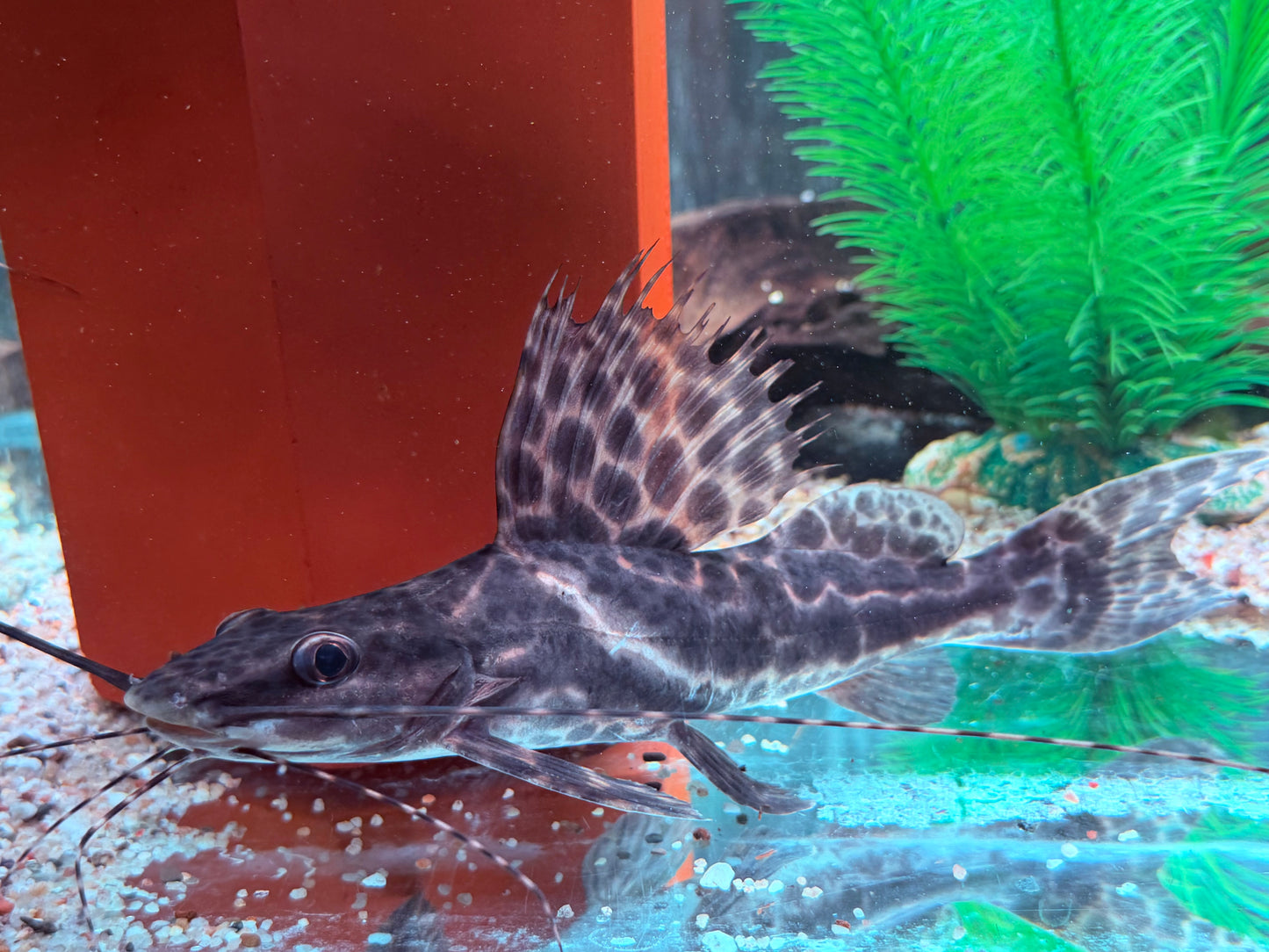 Segel Antennenwels Leiarius pictus 22-24 cm