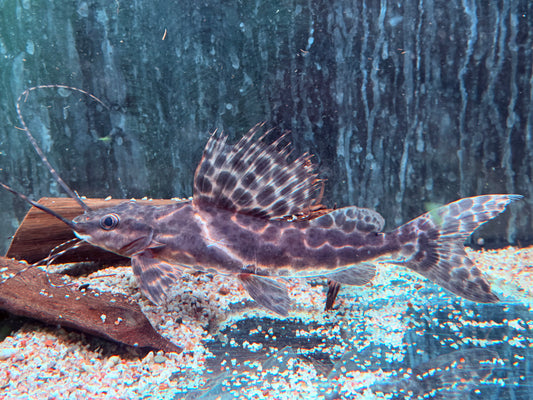 Segel Antennenwels Leiarius pictus 22-24 cm