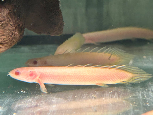 Senegal Flösselhecht Albino Polypterus senegalus