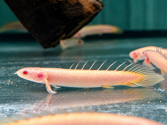 Senegal Flösselhecht Albino Polypterus senegalus