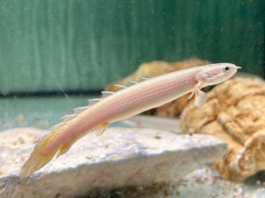 Senegal Flösselhecht Polypterus senegalensis 7-9 cm
