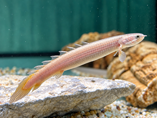 Senegal Flösselhecht Polypterus senegalensis 7-8 cm