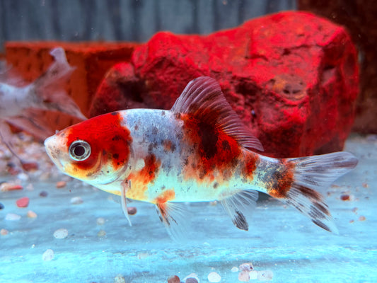 Shubunkin Blau Carassius auratus  8-10 cm