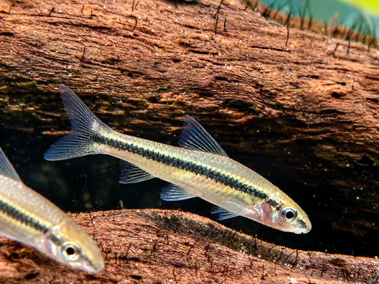 Siamesische Rüsselbarbe Crossocheilus siamensis