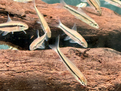 Siamesische Rüsselbarbe Crossocheilus siamensis