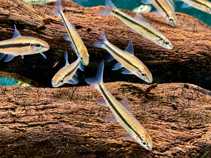 Siamesische Rüsselbarbe Crossocheilus siamensis
