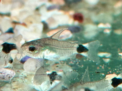 Sichelfleck Zwergpanzerwels Gastrodermus Corydoras hastatus NZ