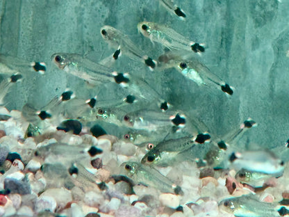 Sichelfleck Zwergpanzerwels Gastrodermus Corydoras hastatus NZ