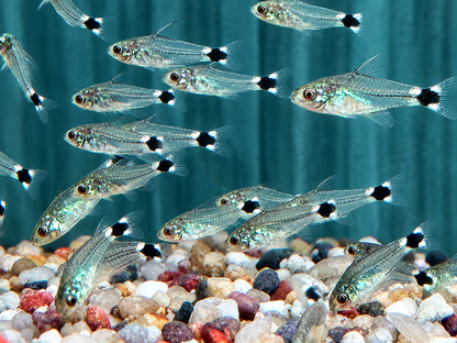 Sichelfleck Zwergpanzerwels Gastrodermus Corydoras hastatus NZ
