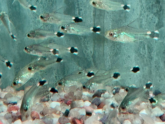 Sichelfleck Zwergpanzerwels Gastrodermus Corydoras hastatus NZ
