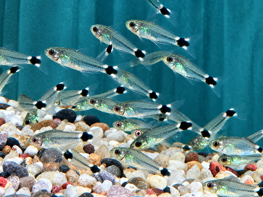 Sichelfleck Zwergpanzerwels Gastrodermus Corydoras hastatus NZ