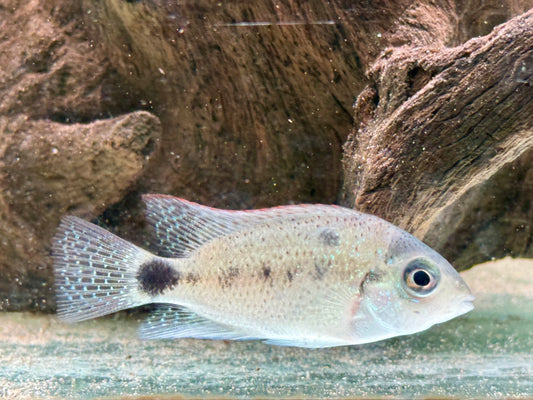 Silber Buntbarsch Vieja argentea