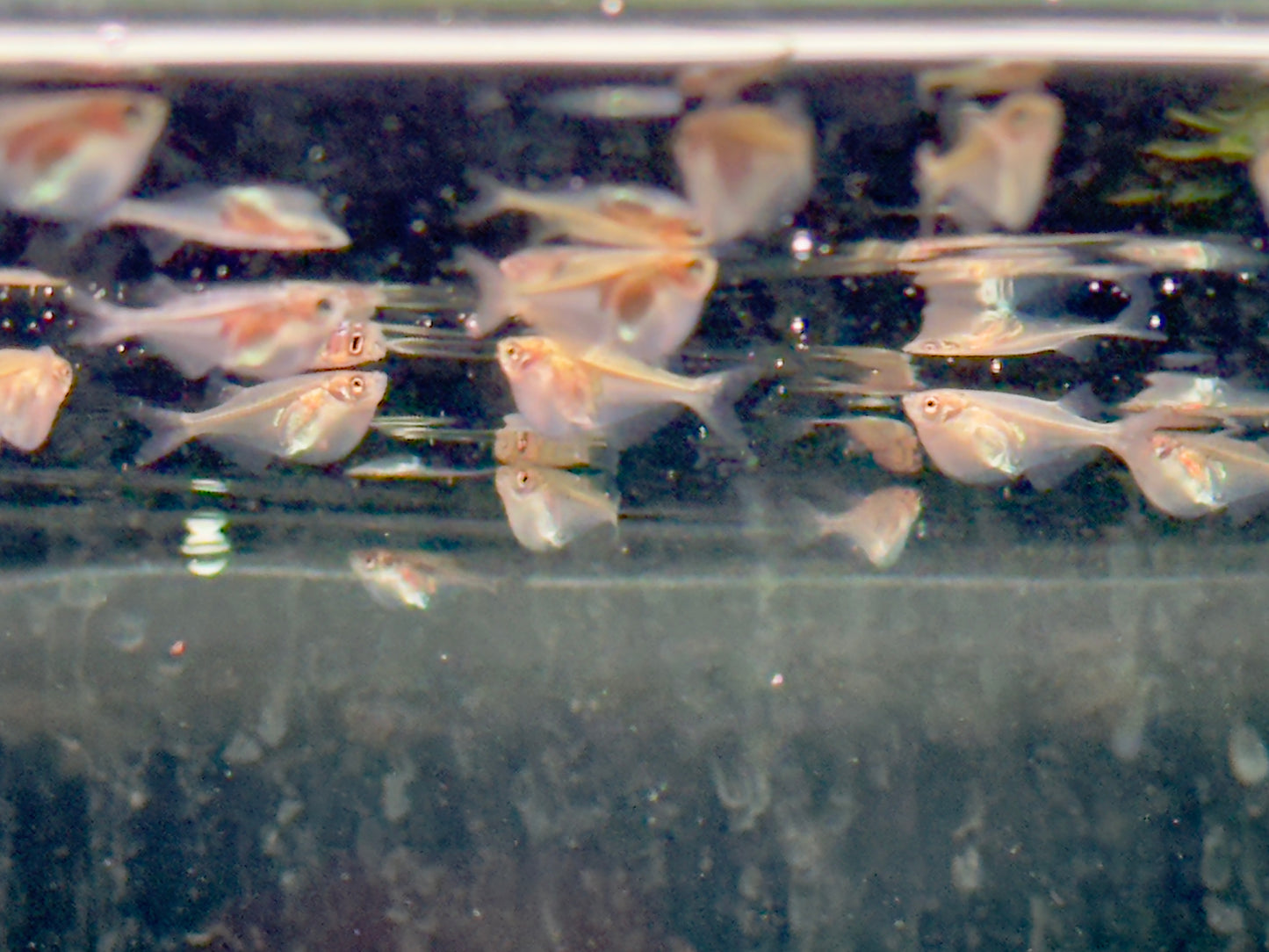Silberbeilbauch Gasteropelecus sternicla