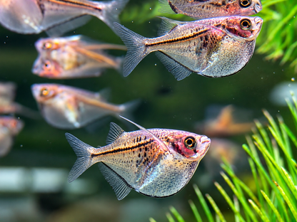 Silberbeilbauch Gasteropelecus sternicla