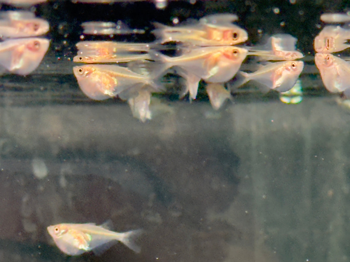 Silberbeilbauch Gasteropelecus sternicla