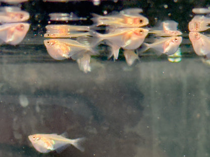 Silberbeilbauch Gasteropelecus sternicla