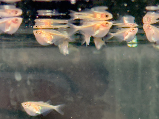 Silberbeilbauch Gasteropelecus sternicla