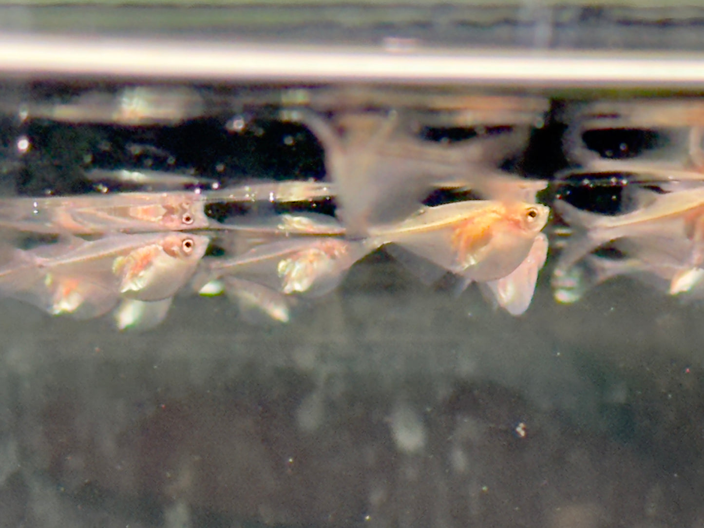 Silberbeilbauch Gasteropelecus sternicla