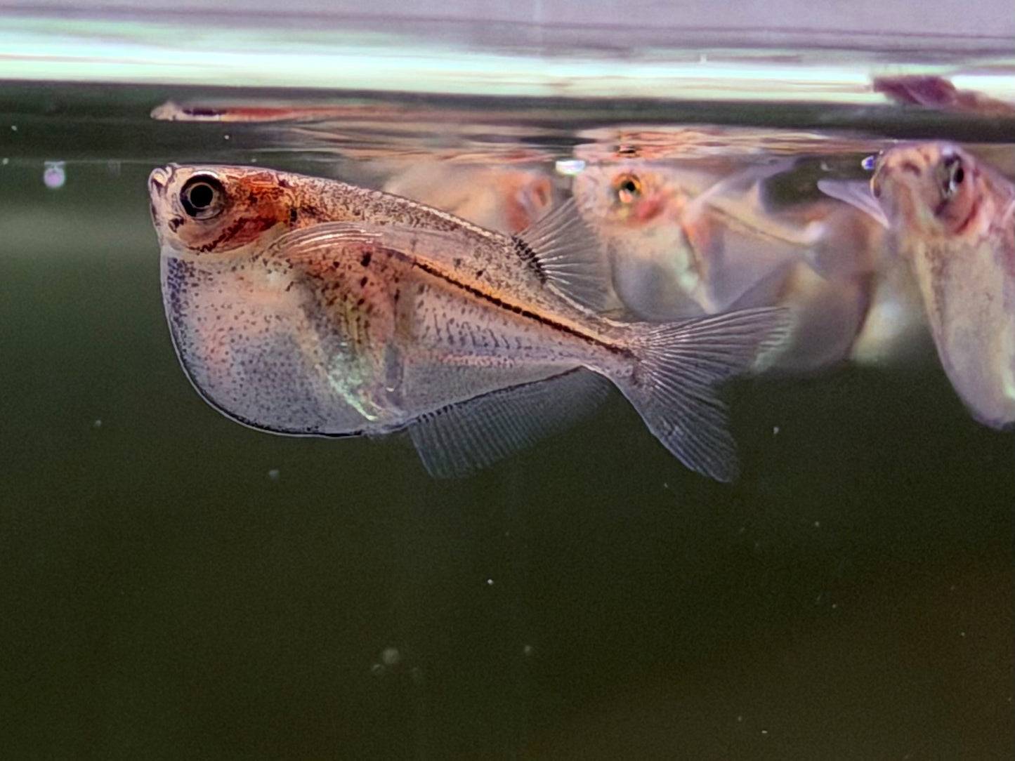 Silberbeilbauch Gasteropelecus sternicla