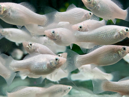 Silber Molly Poecilia sphenops
