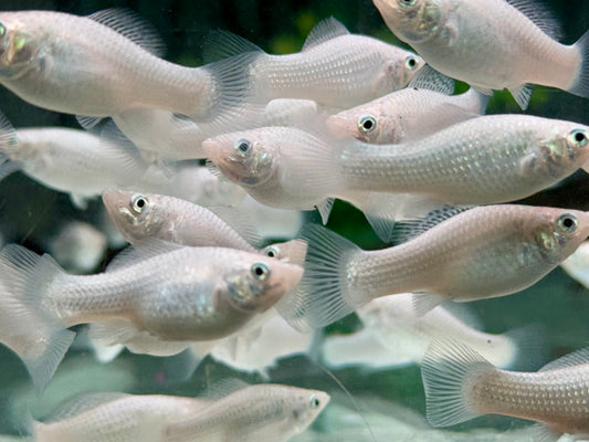 Silber Molly Poecilia sphenops