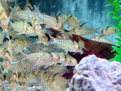 Silberstreifen-Panzerwels Corydoras agassizii  Brochis ca. 4 cm