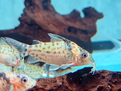 Silberstreifen-Panzerwels Corydoras agassizii  Brochis ca. 4 cm
