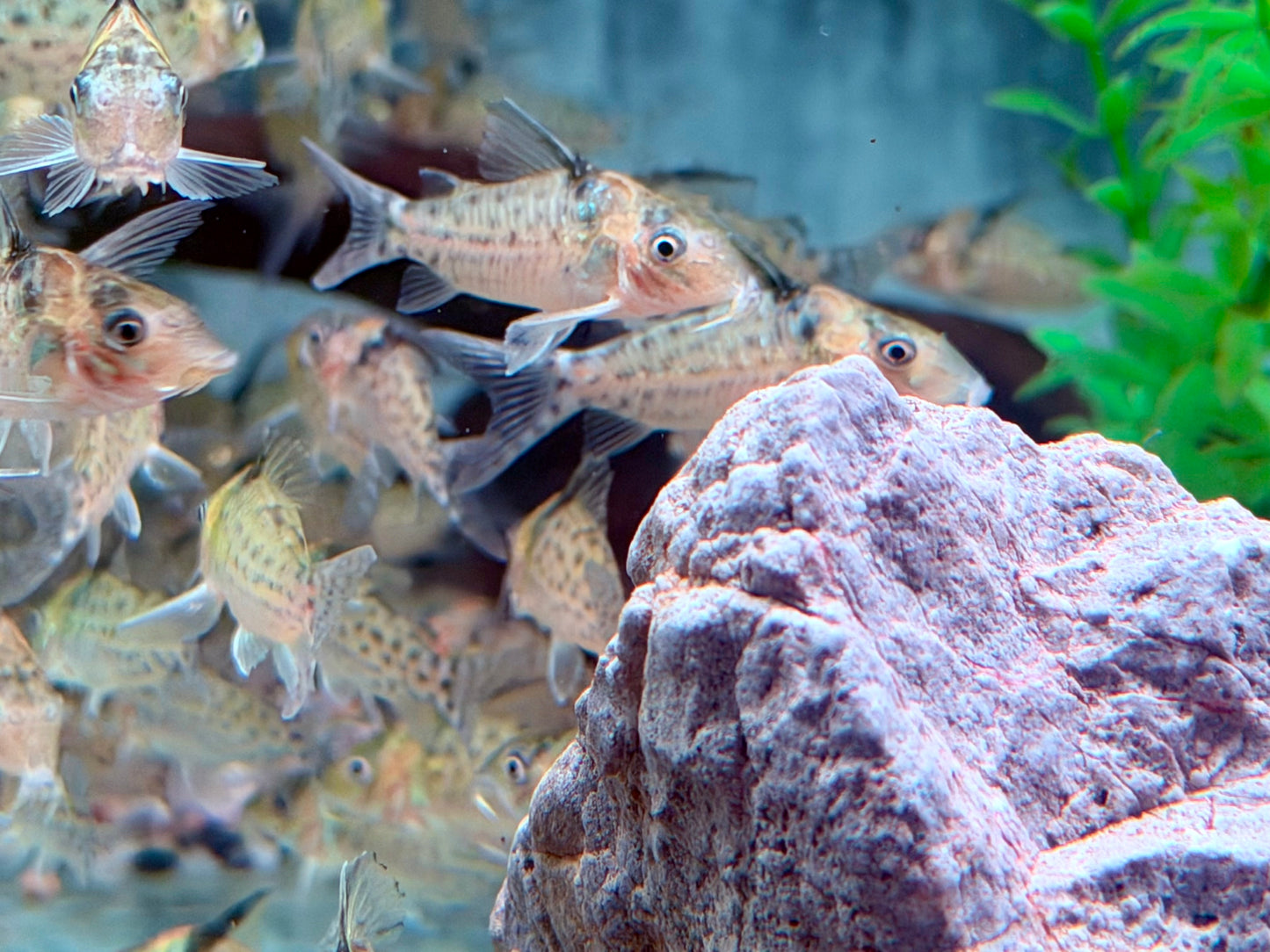 Silberstreifen-Panzerwels Corydoras agassizii  Brochis ca. 4 cm
