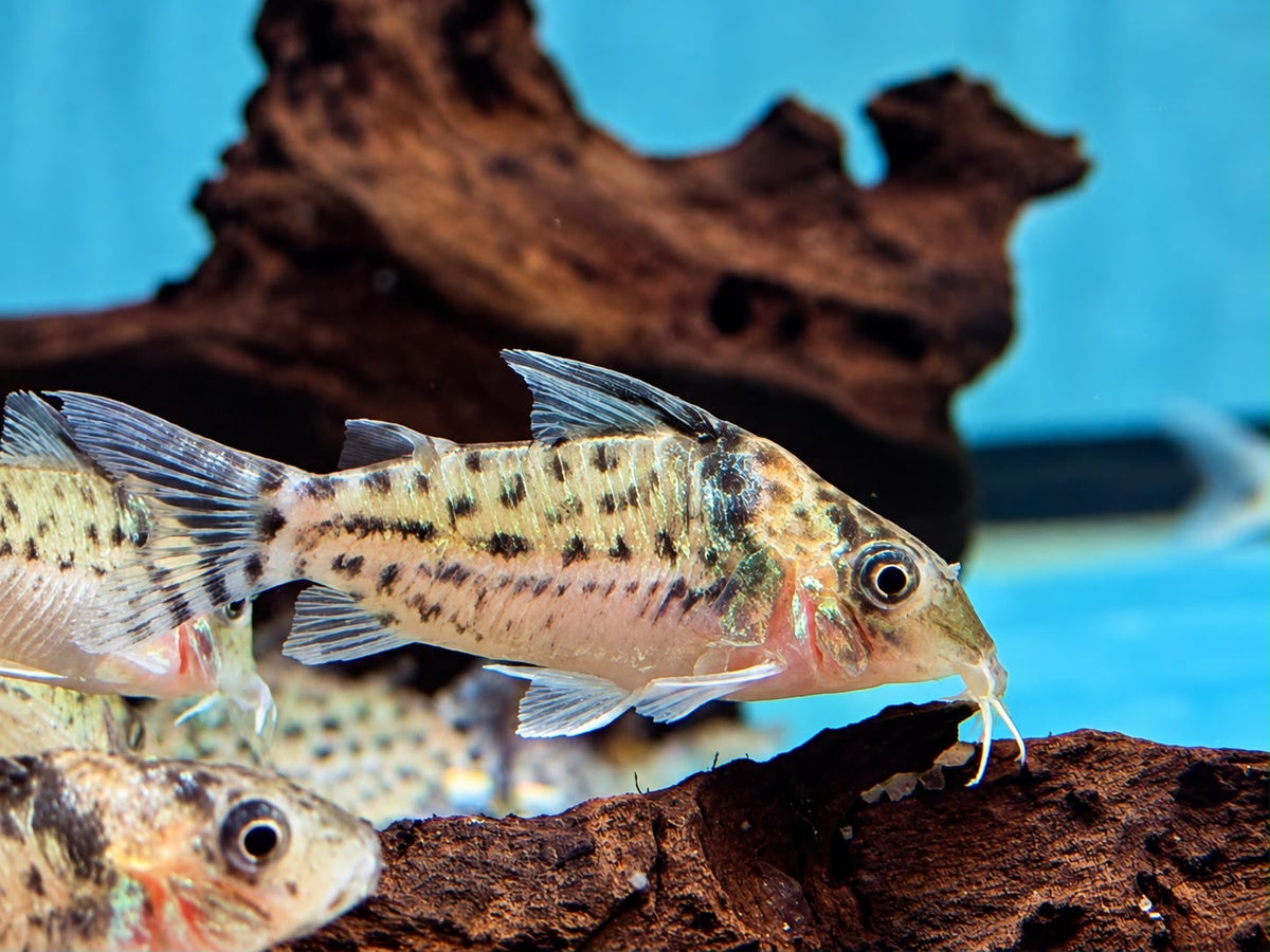 Silberstreifen-Panzerwels Corydoras agassizii  Brochis ca. 4 cm
