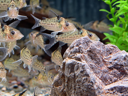 Silberstreifen-Panzerwels Corydoras agassizii  Brochis ca. 4 cm