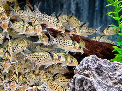 Silberstreifen-Panzerwels Corydoras agassizii  Brochis ca. 4 cm