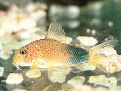 Similis Panzerwels Hoplisoma Corydoras similis