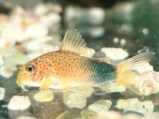 Similis Panzerwels Hoplisoma Corydoras similis