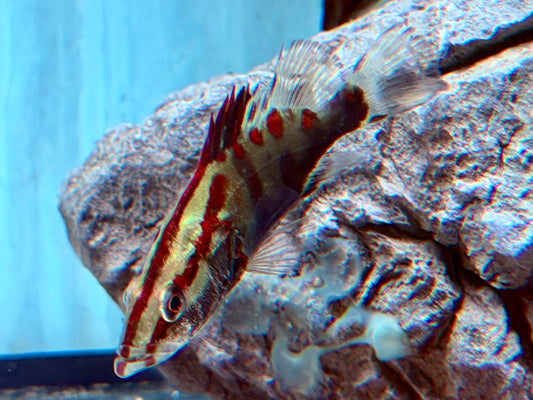 Siniperca sp. Red Stripe Mandarin Fish 8-10 cm