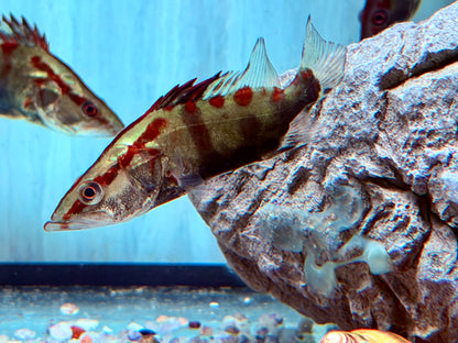 Siniperca sp. Red Stripe Mandarin Fish 7-8 cm