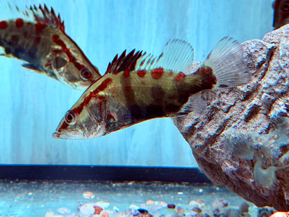 Siniperca sp. Red Stripe Mandarin Fish 7-8 cm