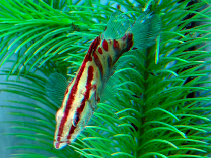 Siniperca sp. Red Stripe Mandarin Fish 7-8 cm