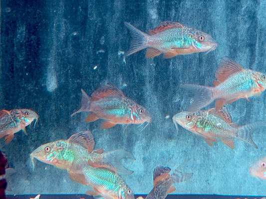 Smaragd Panzerwels Brochis splendens 3 cm