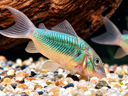 Smaragd Panzerwels Brochis splendens 4-5 cm