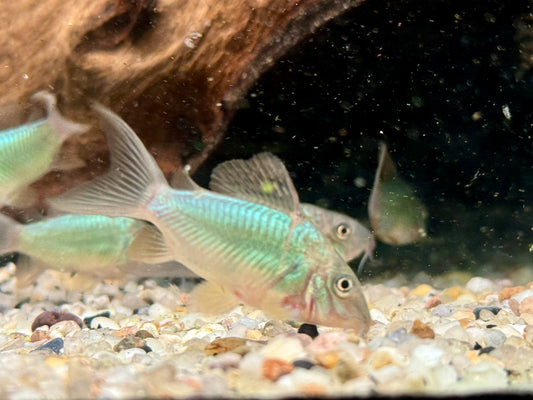 Smaragd Panzerwels Brochis splendens