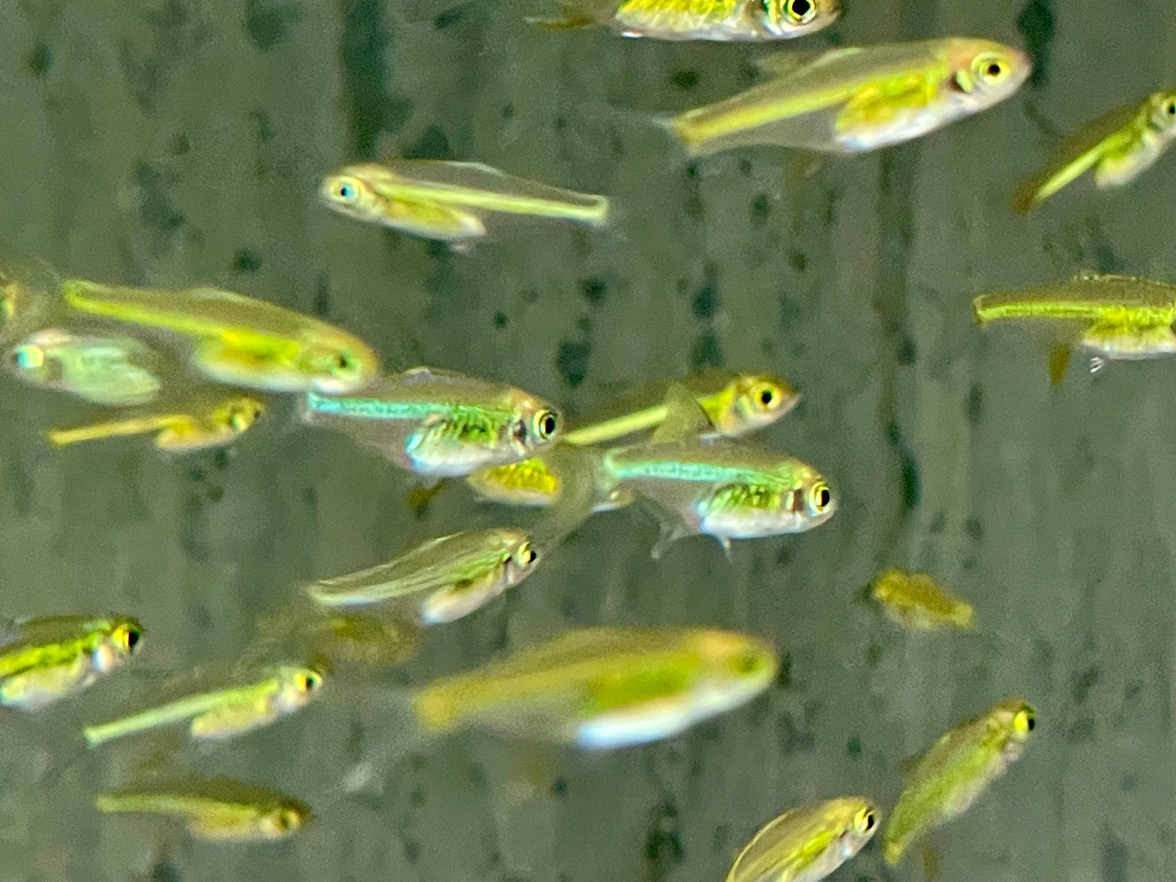 Microdevario Smaragd Zwergrasbora Microdevario kubotai – zierfische-online.com