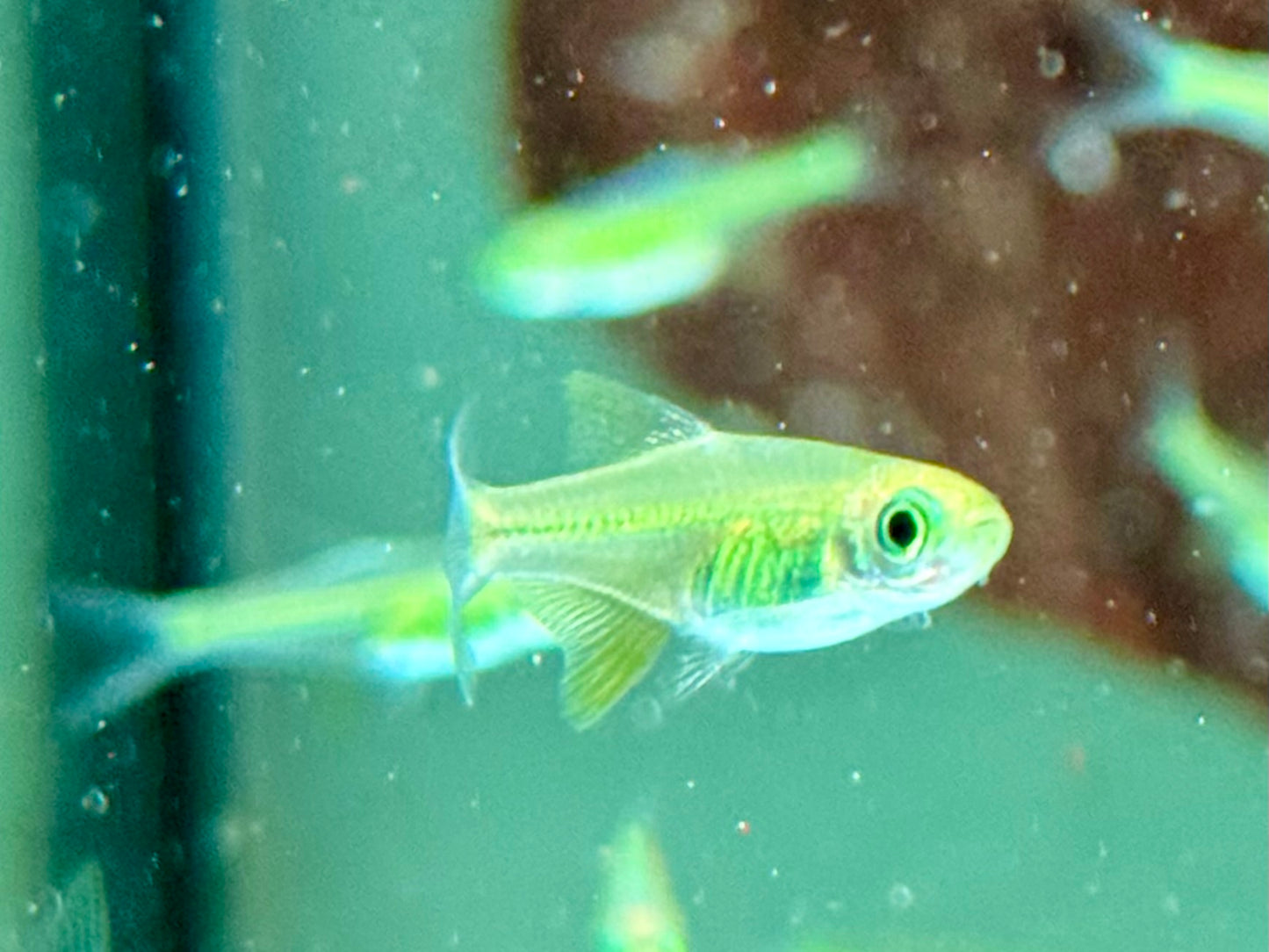 Smaragd Zwergrasbora Neon Green Microdevario kubotai