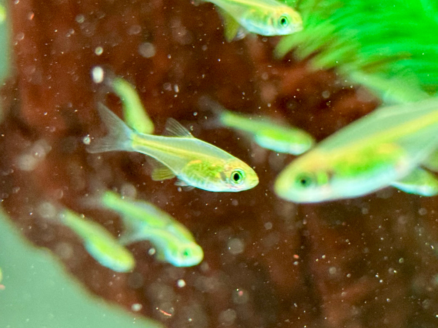 Smaragd Zwergrasbora Neon Green Microdevario kubotai