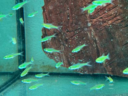 Smaragd Zwergrasbora Neon Green Microdevario kubotai