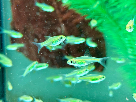 Smaragd Zwergrasbora Neon Green Microdevario kubotai
