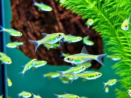 Smaragd Zwergrasbora Neon Green Microdevario kubotai