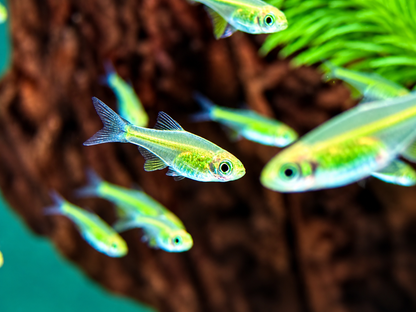 Smaragd Zwergrasbora Neon Green Microdevario kubotai