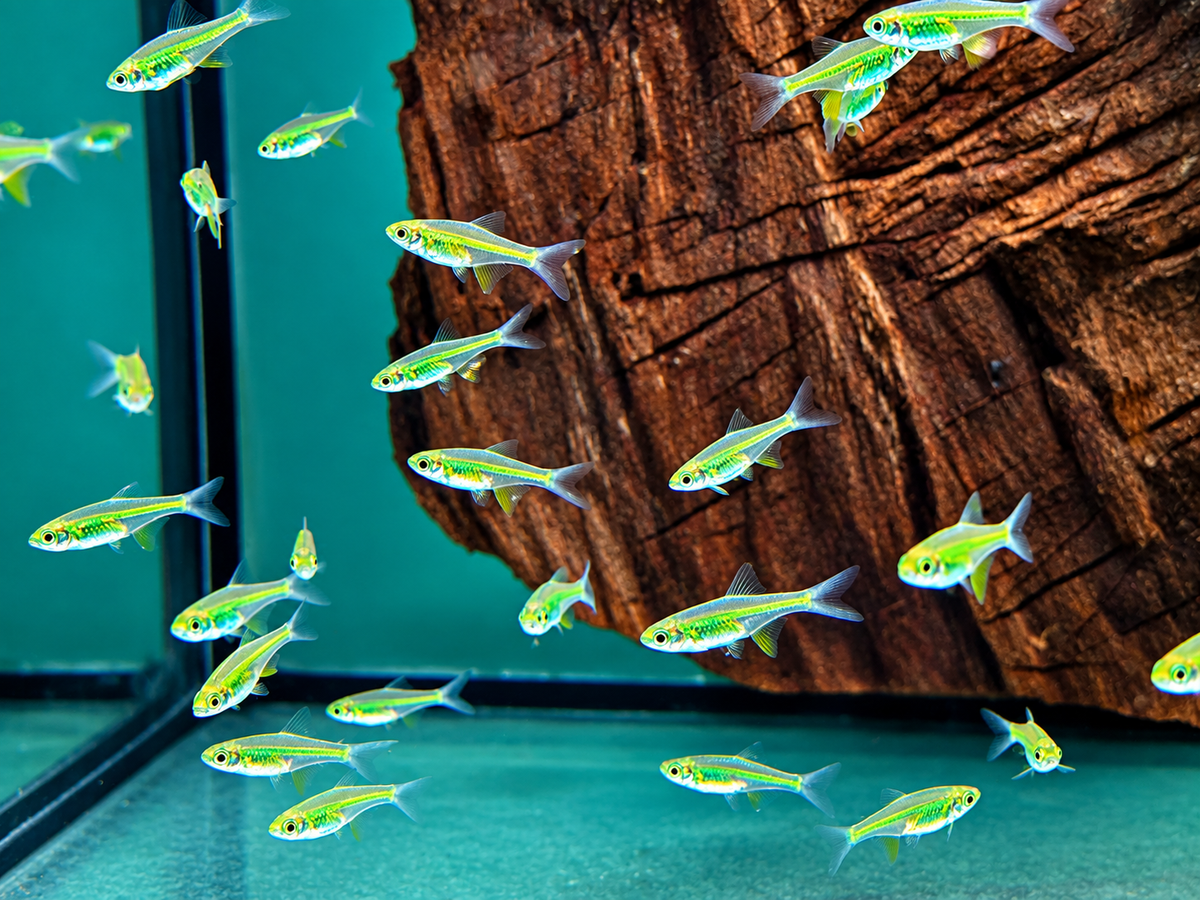 Smaragd Zwergrasbora Neon Green Microdevario kubotai