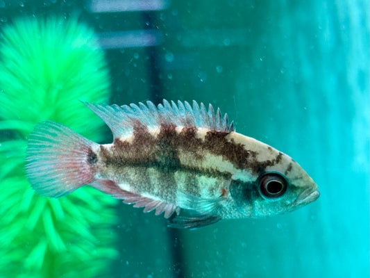 Smaragdbuntbarsch Hypselecara temporalis 5-5,6 cm